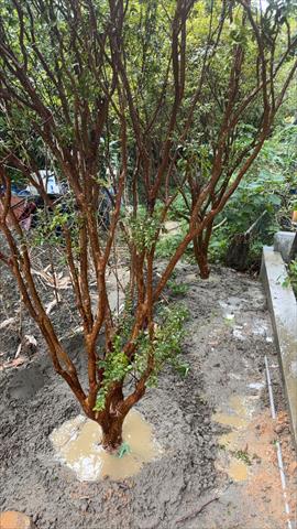 嘉寶果(樹葡萄) 產品圖片（圖片編號 953045）