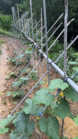 小黃瓜(花胡瓜) 產品圖片（圖片編號 953046）