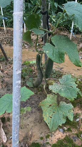 小黃瓜(花胡瓜) 產品圖片（圖片編號 953049）