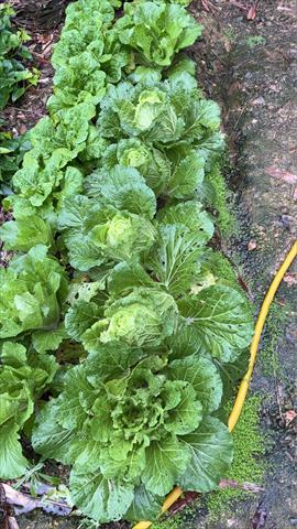 結球白菜(包心白菜) 產品圖片（產品編號 687736）