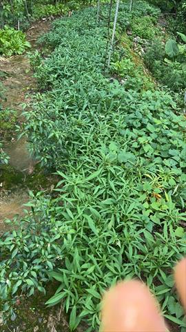 葉用甘藷(地瓜葉,甘藷葉) 產品圖片（圖片編號 953053）