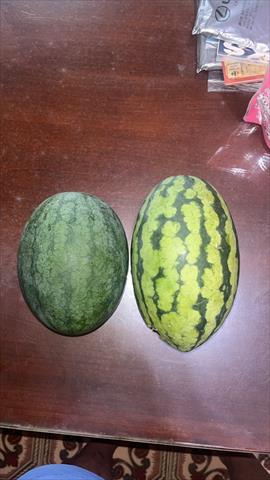 西瓜 產品圖片（圖片編號 953055）