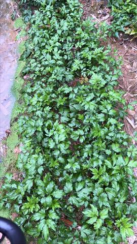 芹菜(西洋芹) 產品圖片（圖片編號 953059）