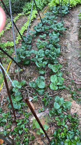 落葵 產品圖片（產品編號 687737）