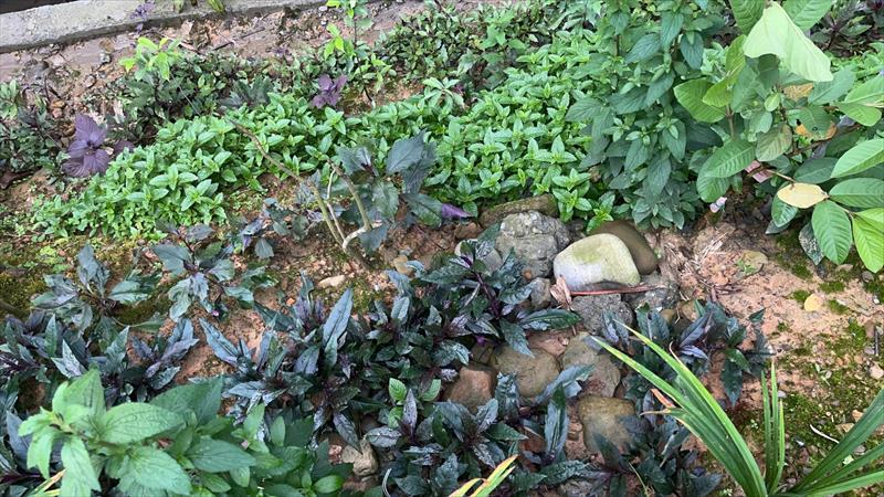 紅鳳菜(紅菜) 產品圖片（產品編號 687735）