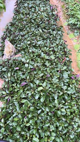 紅鳳菜(紅菜) 產品圖片（圖片編號 953068）