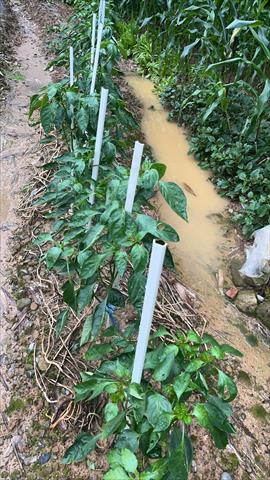 辣椒 產品圖片（圖片編號 953077）