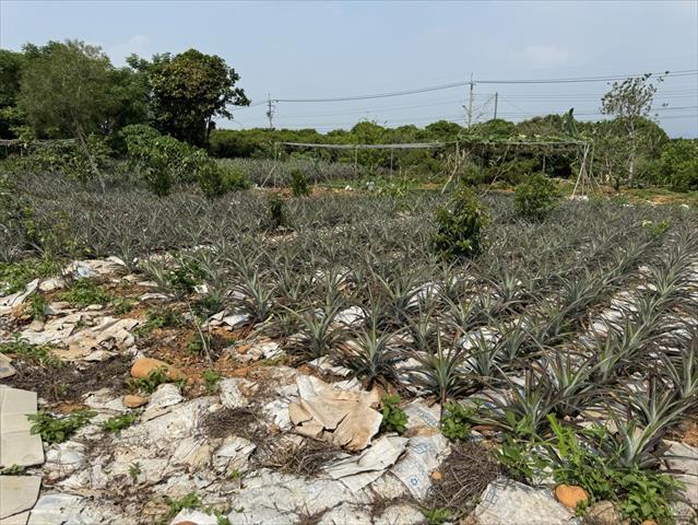 鳳梨 產品圖片（圖片編號 953111）