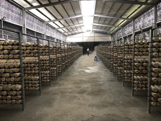 黑木耳(毛木耳) 產品圖片（產品編號 687938）