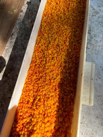 蜂產品-花粉 產品圖片（圖片編號 953657）