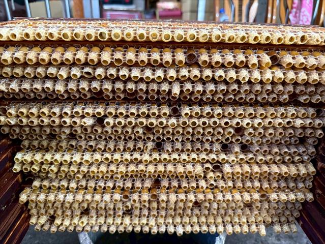 蜂產品-蜂王漿(乳) 產品圖片（圖片編號 953659）