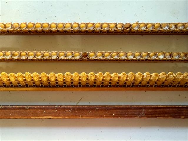 蜂產品-蜂王漿(乳) 產品圖片（圖片編號 953660）