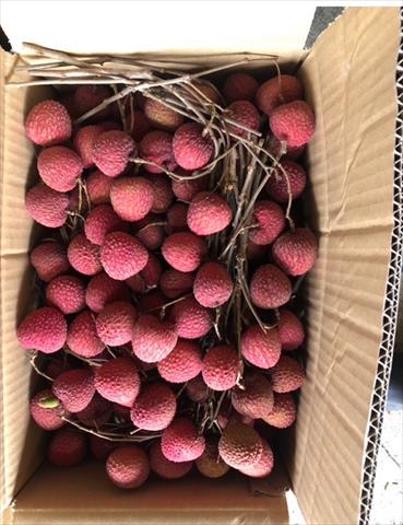 荔枝 產品圖片（圖片編號 954411）