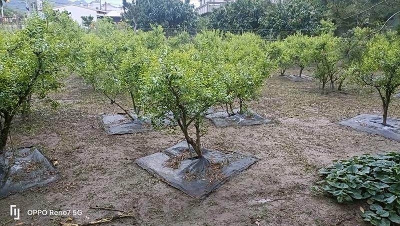 紅棗 產品圖片（產品編號 688860）