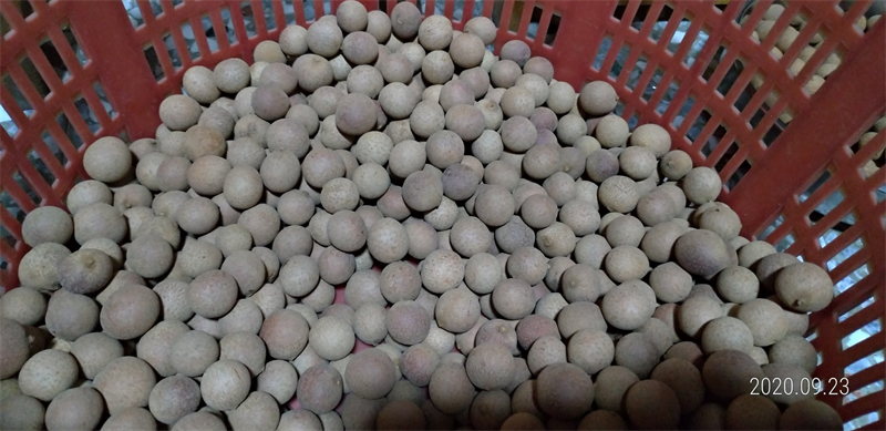 龍眼 產品圖片（產品編號 506753）