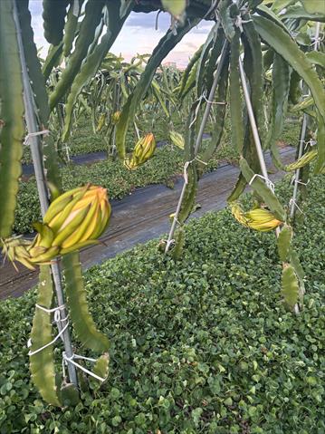 紅龍果 產品圖片（圖片編號 955796）