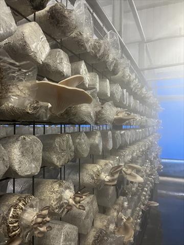 鮑魚菇 產品圖片（產品編號 473143）