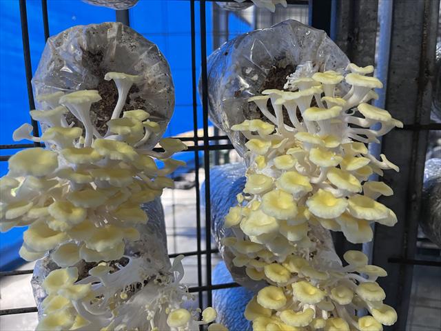 珊瑚菇 產品圖片（產品編號 473144）