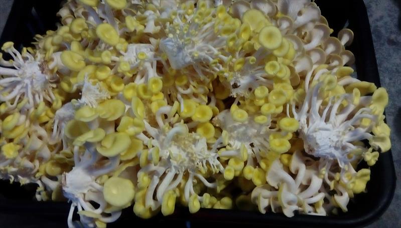 珊瑚菇 產品圖片（圖片編號 955988）