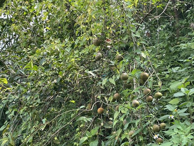 油茶 產品圖片（圖片編號 956653）