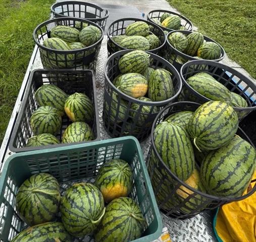西瓜 產品圖片（產品編號 649195）