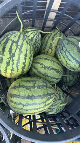 西瓜 產品圖片（圖片編號 957706）