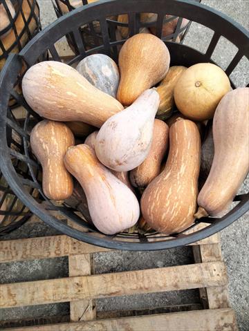 南瓜(金瓜) 產品圖片（圖片編號 957707）