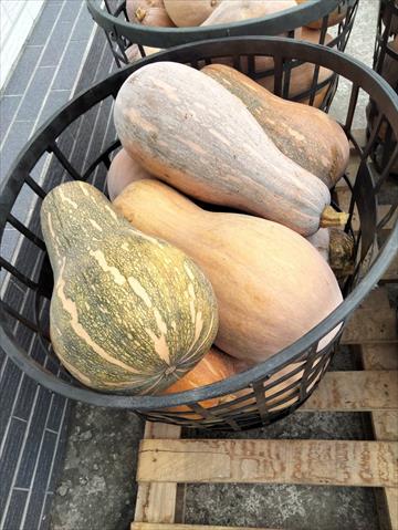 南瓜(金瓜) 產品圖片（圖片編號 957709）