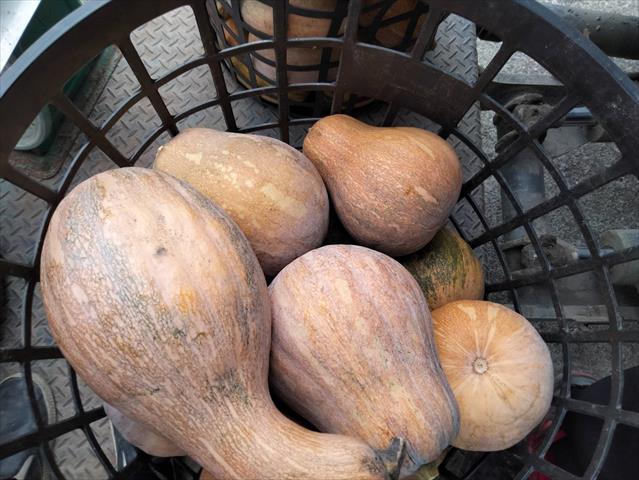南瓜(金瓜) 產品圖片（圖片編號 957710）