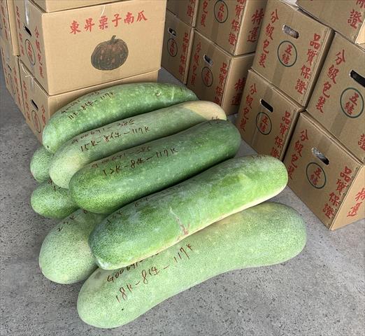 冬瓜 產品圖片（圖片編號 957712）