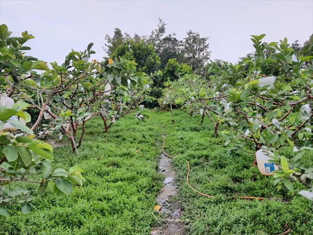 番石榴(芭樂) 產品圖片（產品編號 690763）