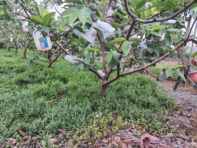 番石榴(芭樂) 產品圖片（圖片編號 958520）