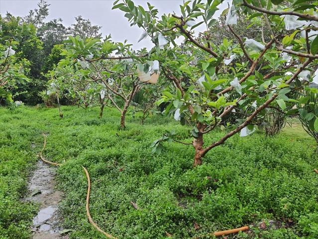 番石榴(芭樂) 產品圖片（圖片編號 958521）