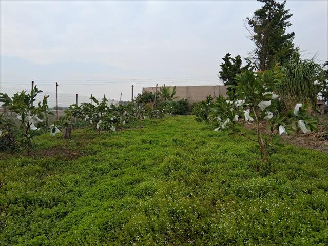 番石榴(芭樂) 產品圖片（圖片編號 958522）