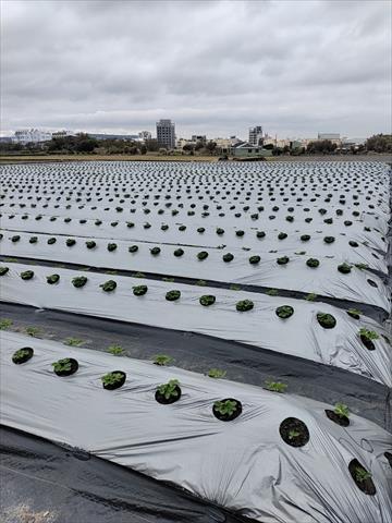 草莓 產品圖片（圖片編號 958672）