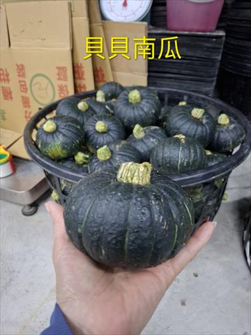 南瓜(金瓜) 產品圖片（圖片編號 959039）