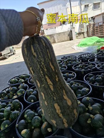 南瓜(金瓜) 產品圖片（圖片編號 959040）
