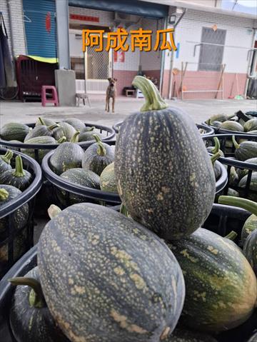 南瓜(金瓜) 產品圖片（圖片編號 959041）