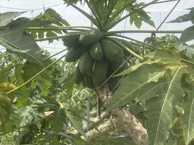 木瓜 產品圖片（圖片編號 960082）