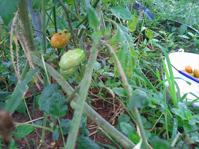 番茄(含小番茄) 產品圖片（圖片編號 960165）