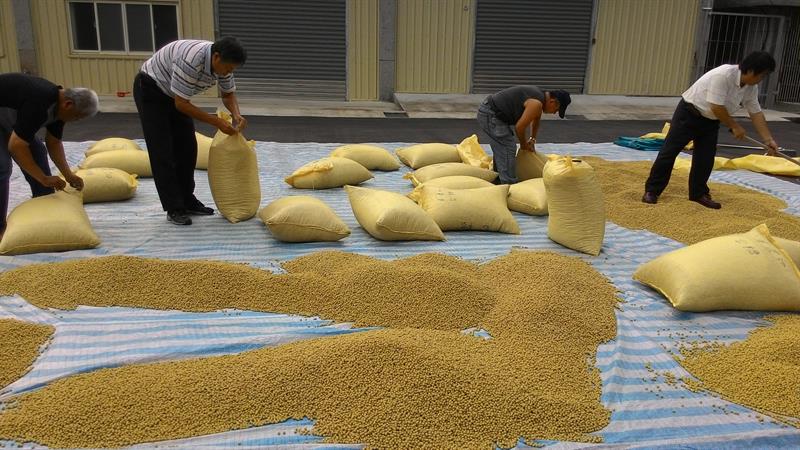 大豆(黃豆、黑豆等) 產品圖片（圖片編號 961476）