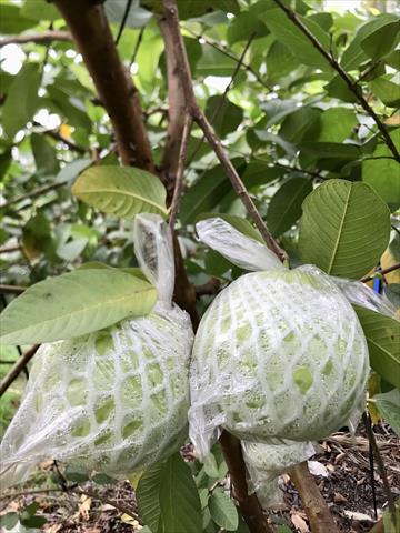 番石榴(芭樂) 產品圖片（圖片編號 961833）