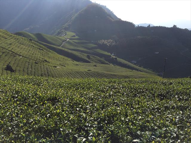 茶製品-茶 產品圖片（圖片編號 962116）