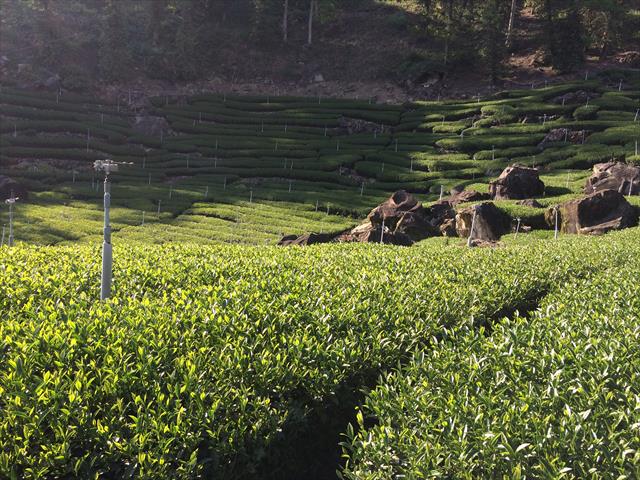 茶製品-茶 產品圖片（圖片編號 962117）