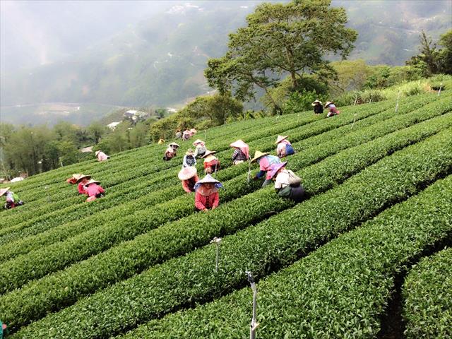 茶製品-茶 產品圖片（圖片編號 962118）