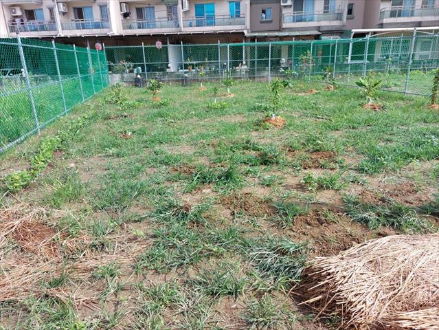 番石榴(芭樂) 產品圖片（產品編號 692364）
