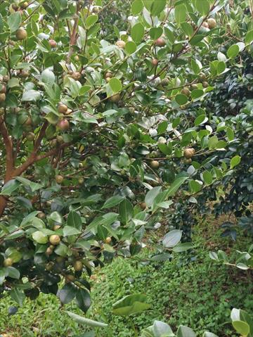 油茶製品-苦茶油 產品圖片（圖片編號 962125）