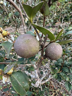 油茶 產品圖片（產品編號 692589）