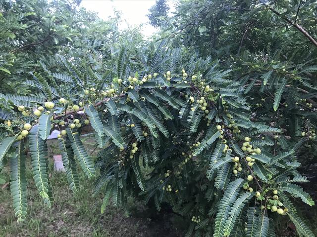 油甘 產品圖片（圖片編號 962811）