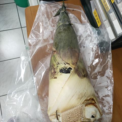 竹筍 產品圖片（圖片編號 962912）